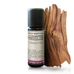Alcanfor (Cinnamomum camphora var. formosanum)