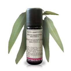 Eucalipto Smithii BIO