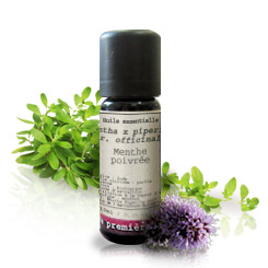 Menta Piperita BIO