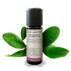 Ravensara aromática