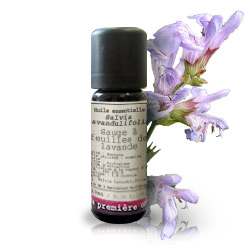 Salvia lavandulifolia BIO