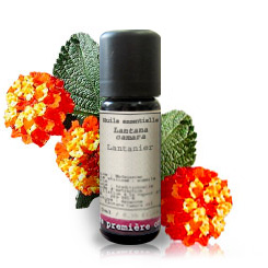 Lantana
