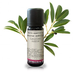 Laurel (Laurus nobilis)