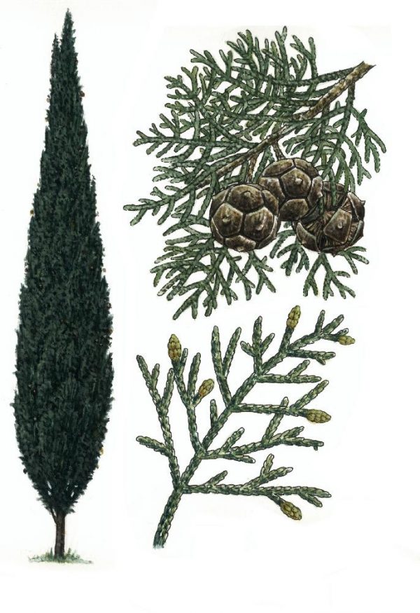 Aceite Esencial de Ciprés ECO - Imagen 2
