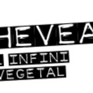Hevea